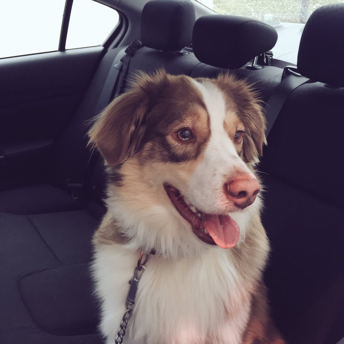 barracudacoffee's tweet photo. Meet Calvin! He's one of our regulars here at Barracuda. Isn't he cute! #coffeedog #regular https://t.co/gqVX0ivHFw