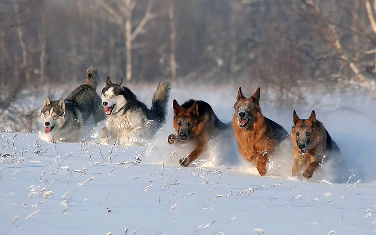 Картинки собак хаски и немецкой овчарки