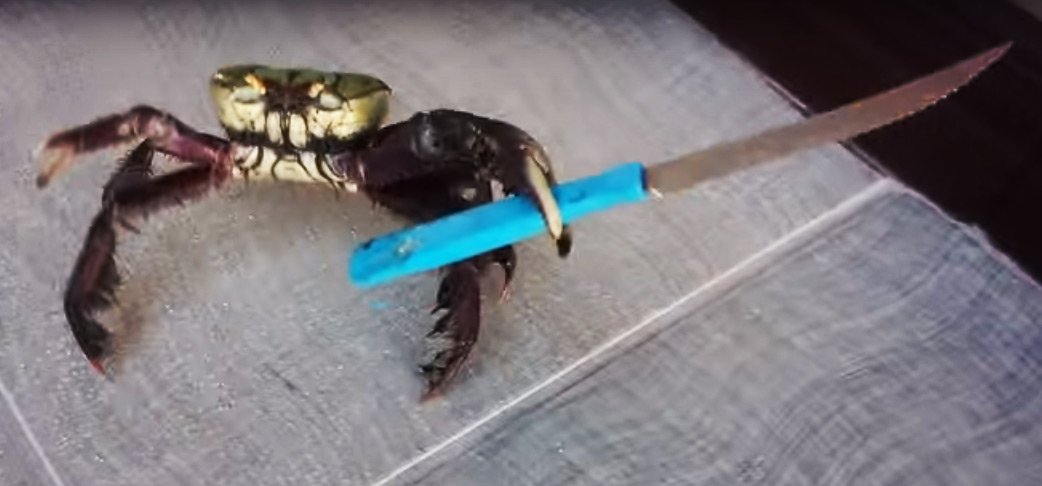 DropTilt's tweet image. Knife wielding crab will cut you. droptilt.com/happy/knife-wi…