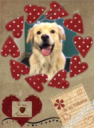 IndianaWoof's tweet photo. #HappyValentinesDay https://t.co/crZIgHbVgw