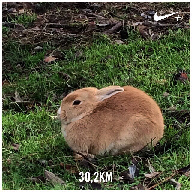 Anne_Zannoni's tweet image. Cmq il vero problema dei lunghi, è che poi te magneresti un coniglio. Intero. #runnersproblem #runlovers