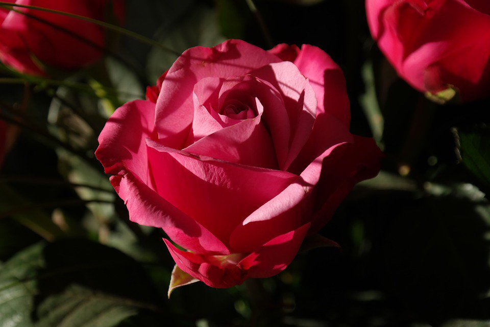 worldloveflower's tweet photo. World Love Flowers wishes everyone a happy Valentine's Day
https://t.co/7VaDEL1VpX https://t.co/0jdlrQAwKX