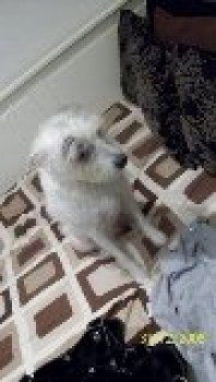millypod1's tweet photo. #Lost ELDERLY Cross Breed Female  HAS MEDICAL CONDITION  
#Ewell #Epsom #Surrey #KT17 https://t.co/oV9bpSeTU0 https://t.co/kjzciBwxb2
