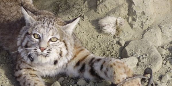 Freja_Petersen's tweet photo. Pls sign/RT:
Stop Forcing Land Trusts to Allow Animal Trapping on Protected Land https://t.co/QX5jRHe0Sh https://t.co/V8OalrNct2