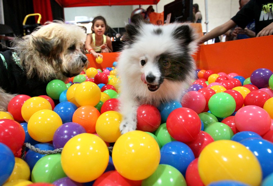 sdut's tweet image. 5 unusual finds at San Diego’s Pet Expo (happening now at Del Mar): bit.ly/20xlPDp