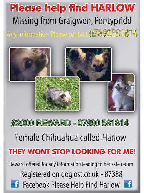 LisaLisaw1's tweet photo. Please RT #FindHarlow #MISSING #Pontypridd #Wales #REWARD @HelpFindHarlow @trac_dog @The_Tardis_Toms @GoodVetGuide https://t.co/IUVp9mDLaZ