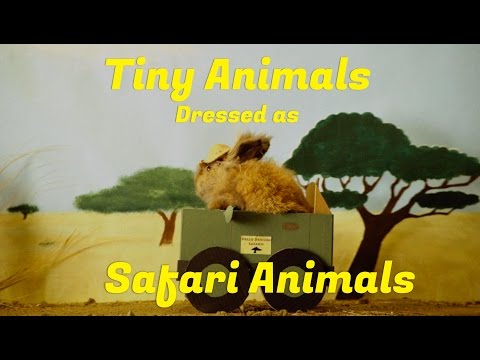 MWhisperer's tweet photo. Tiny Animals Dressed as Safari Animals https://t.co/R2E9ijdwei - Guinea Pig as a Giraffe, what's not to love! https://t.co/Rx6UWYqoER
