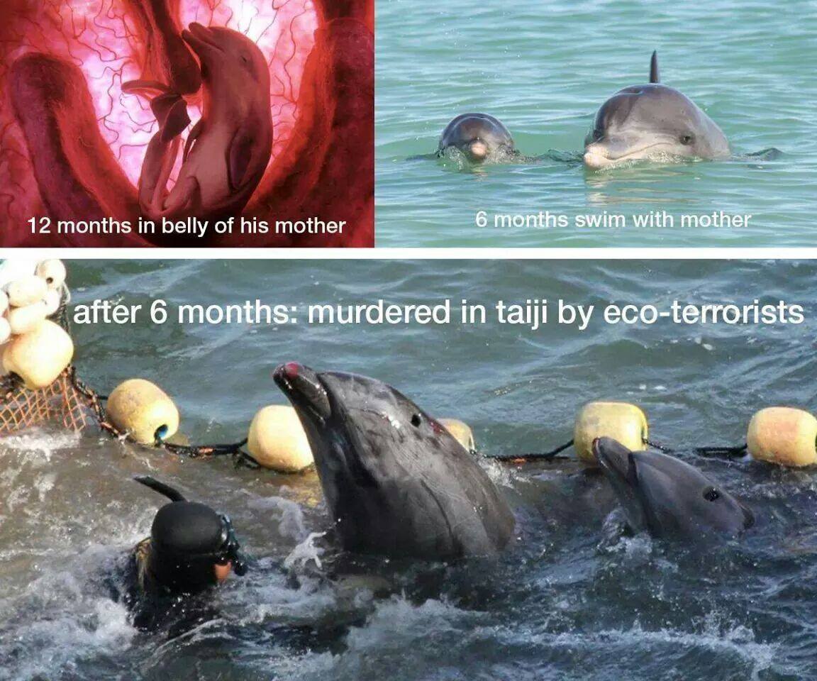 Belladonna715's tweet photo. CATS R treated better than Aquarium treats dolphins! NOT kept in cage all day BOYCOTT Awashima Marine Park Shizuoka https://t.co/ZCJ24bmC2K