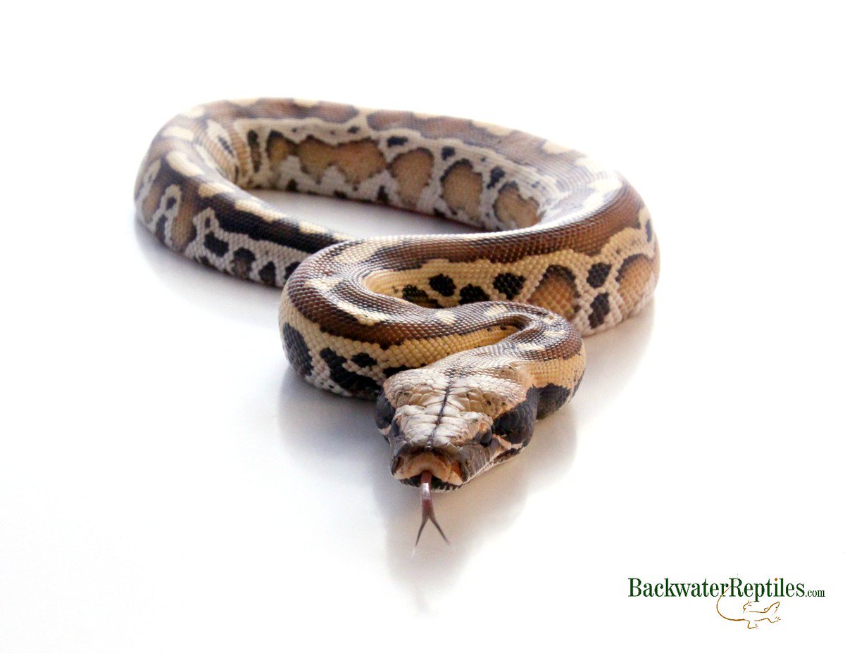 BackwtrReptiles's tweet image. It&apos;s always a great shot when a snake flicks its tongue at you. #RedBloodPython 
Buy here: backwaterreptiles.com/pythons/red-bl…