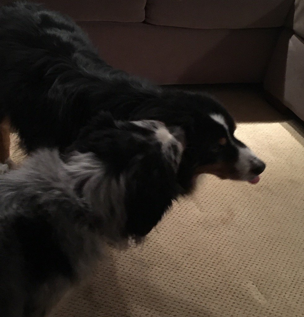 Happy Valentines!#indigoandkodi