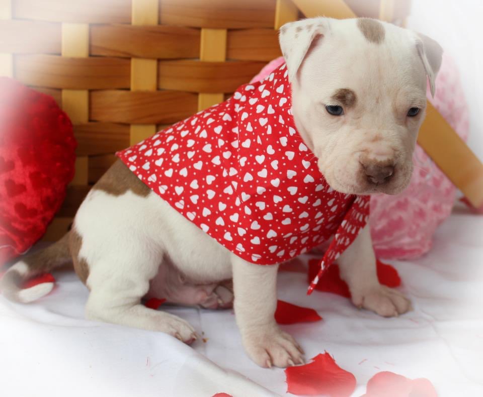 doggydogdaily's tweet photo. Puppy love on #Vday! #LoveaPitt https://t.co/8oOi6GPe5k