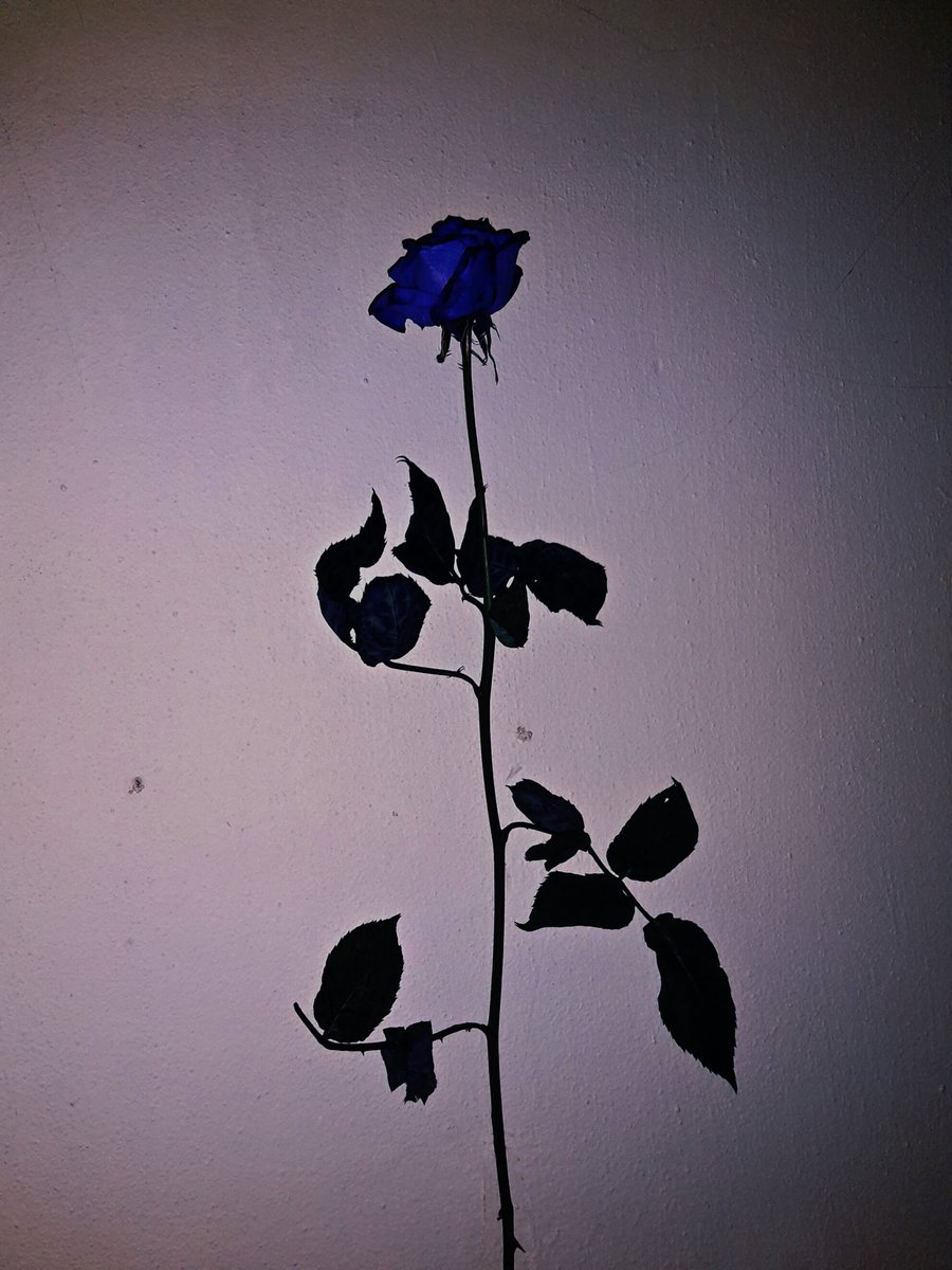 alavigne_cz's tweet photo. #HappyValentinesDay #LoveWins 😘💖💖✨✨⭐⭐⭐💋💋💋💖💖💘💙💙💙💝💝 #ForbiddenRose 🌹🌹🌹♥♥♥♣💄💄💄🎉🎉 https://t.co/ghvjViyVlR