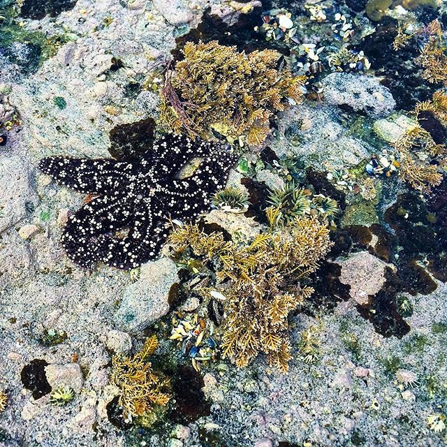 starfishstuff's tweet photo. Count your lucky stars if you have someone to love today!! #valentinesday #starfish #tidep… https://t.co/nT9Hmw3NTE https://t.co/yCtArF0RLE