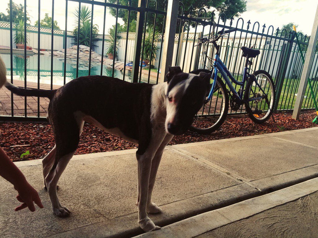 cilmaloney's tweet image. 13. A pet #fms_pet #fmsphotoaday #littlemomentsapp this doggy was an escapee from its owners yard 🐶🐶