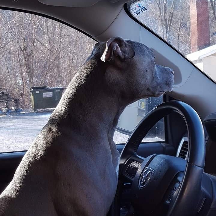 alphillips30's tweet photo. Couldn't wait for his mountain ride. #FSO #pitbull #mountainrides https://t.co/NptTgedhB1