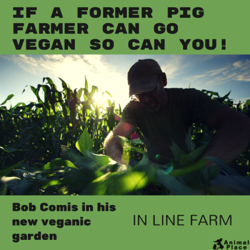 political_vegan's tweet photo. #prodairy #goVegan #dairygood #teamdairy #animalrights #farm365 #Veganism #Socialjustice #milk #dairy #vegetarian https://t.co/jlfyJUVLIH