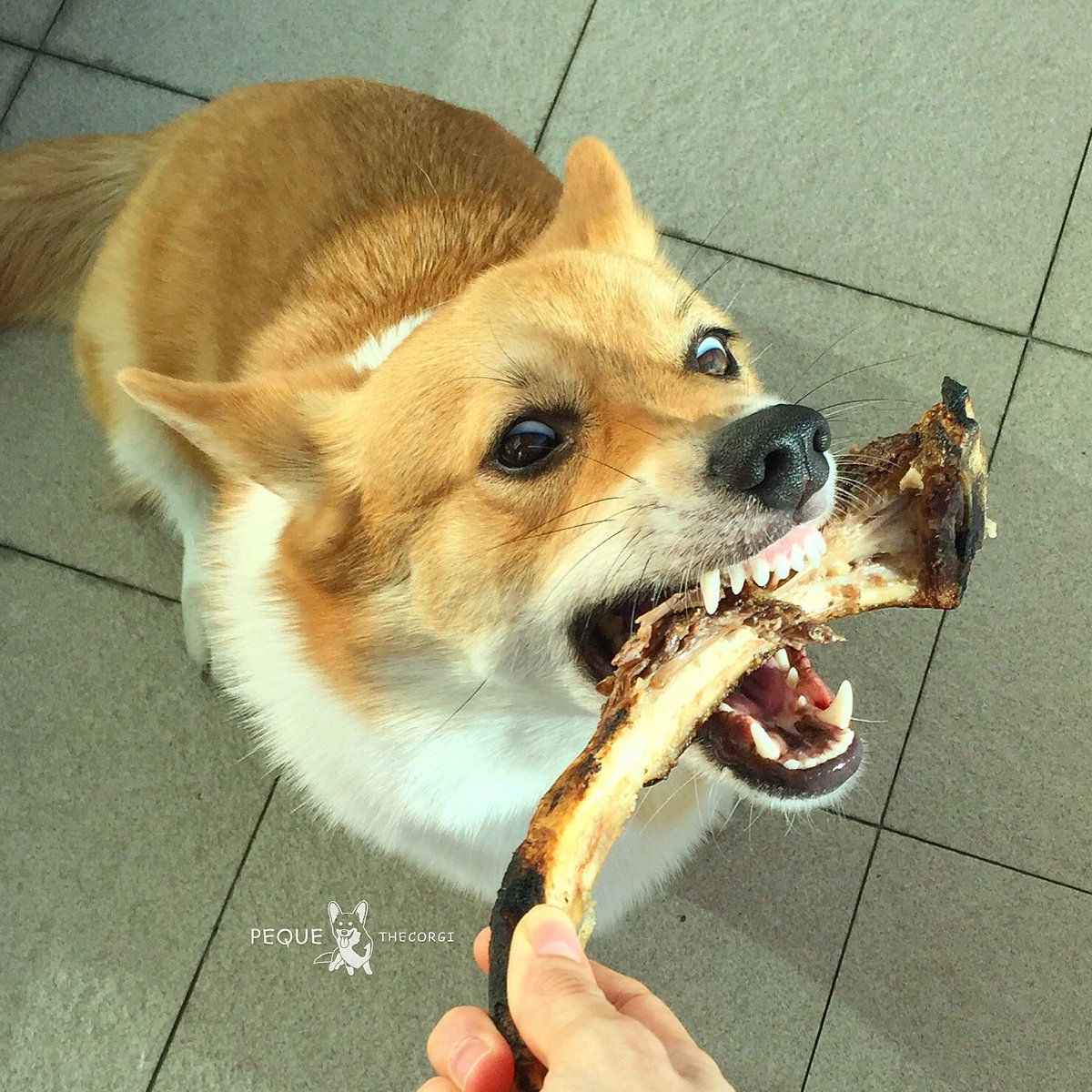 PequeTheCorgi's tweet photo. Happy Valentines everypawdy!! ❤️
I got lost of love! 😉🐮🙈
#brontosaurus #valentines #nomnom #corgi #pequethecorgi https://t.co/8EYqj2ZY3o