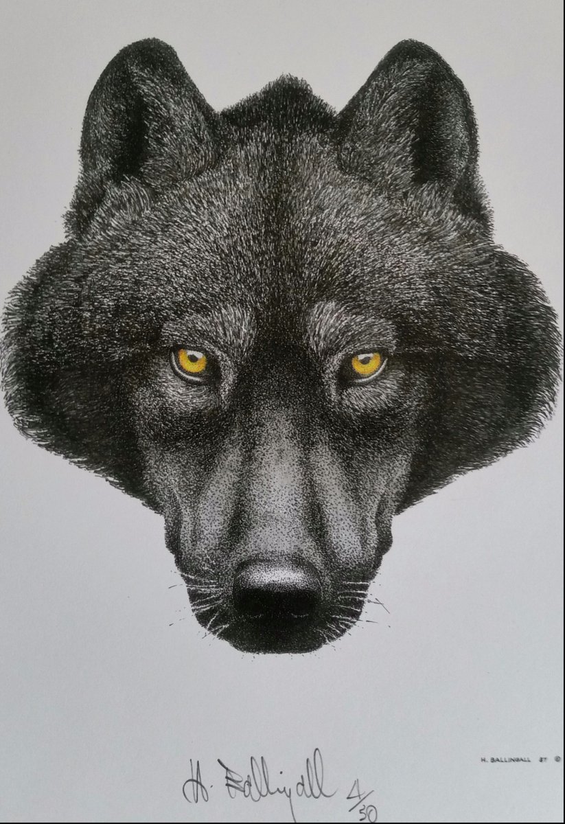 TheRedFisher1's tweet photo. 'Lobo' By H Ballingall using @STAEMars and @derwentpencils #art #Canadian #Wolves #MoonlightIsComing https://t.co/9bkIzzfh3q