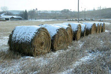 ChrisActually's tweet photo. It's cool to see that all the cattle are hibernating in their cocoons for the winter. https://t.co/wlNJmTe4m3