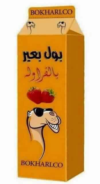 ابراهيم القبطي .. بول البعير ... طب إسلامي أم كارثة إنسانية