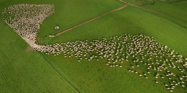 nzherald's tweet image. You'll be mesmerised by this mass sheep herding in Hawke's Bay nzh.nu/YjmUB