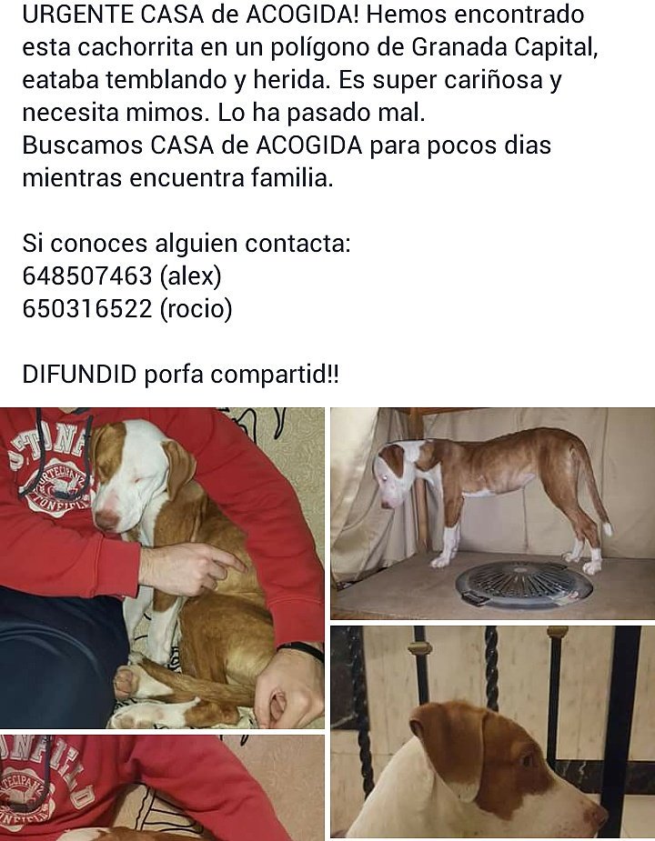alexmisuma's tweet photo. Busca CASA de ACOGIDA unos días!! AYUDA!! Granada Capital ! @_AmandaGH16_ @RosaLopez @granadadigital @planesgranada https://t.co/gJVVHEbVMM