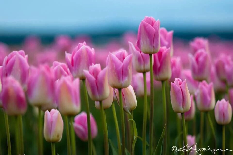 worldloveflower's tweet photo. In the depth of the deep, u're ocean of flowers https://t.co/H3z4kAneiB