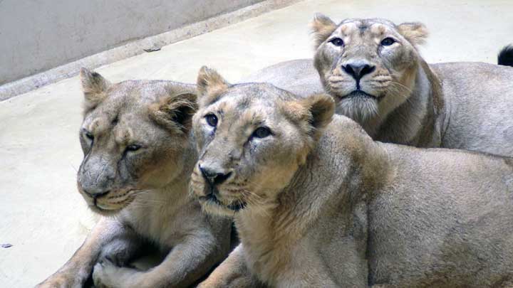 東京ズーネット 公式 على تويتر 上野動物園のインドライオンのメス チャンディ 中央 が老衰のため死亡しました 19歳10か月 母親として3頭を育て上げたチャンディ 東京ズーネット記事 T Co Ckng3y0g7f T Co Kmxce169hx
