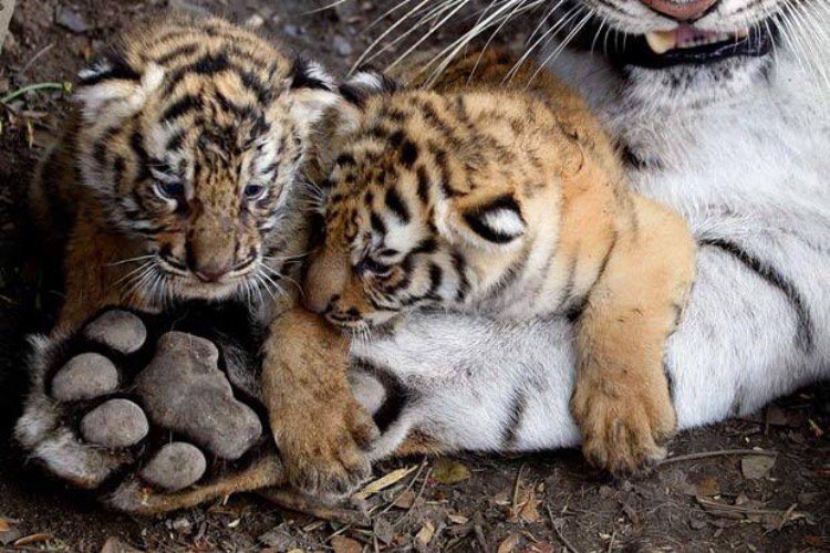 9944Farah's tweet photo. @universenme @lea_ey_ @ManfredSShah @serdargoknur @huskorkut @MarionSpekker @BerneLarry @FlorenciaHane #BIGLOOOVE 💜 https://t.co/durxErLkAw