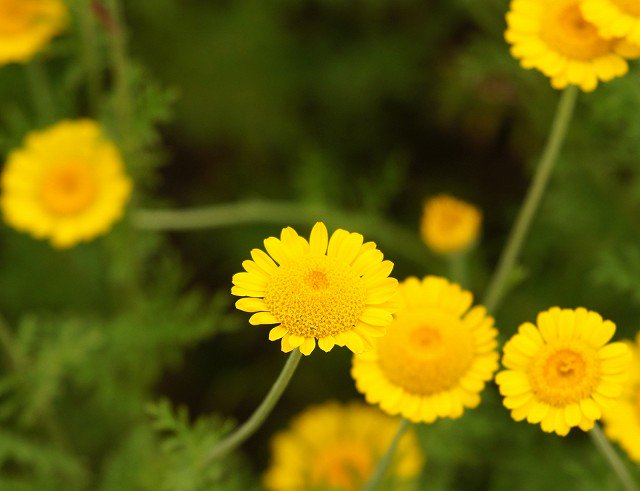 四季の草花bot Na Twitteru ダイヤーズカモミール 別名 コウヤカミツレ キク科多年草 花期 ５ ７月 葉には切れ込みが入り黄色い花は染料として使われる カモミールと名がつくがジャーマン種などとは別種で香りは無い 高温多湿と酸性土壌が苦手だが寒さには強い