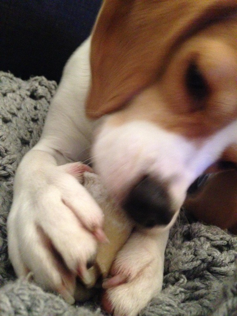 tilda_beagle's tweet photo. Happy #ValentinesDay #beagle friends https://t.co/z5xMhelGQW