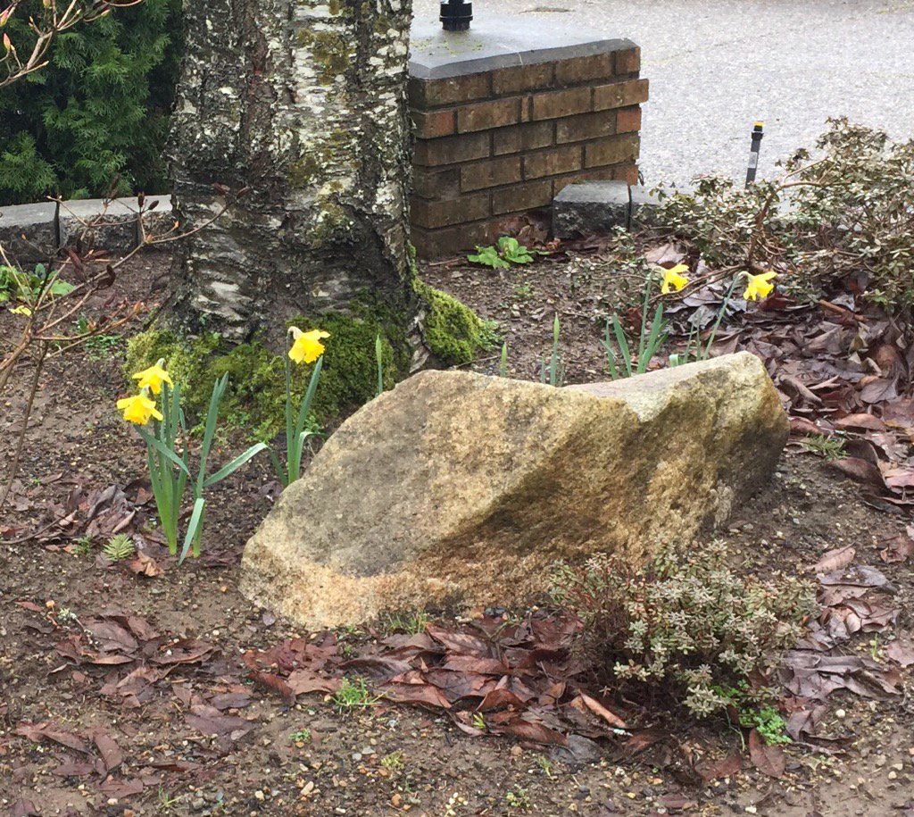 Keeping_Current's tweet image. First signs of Spring on the Westcoast #springflowers