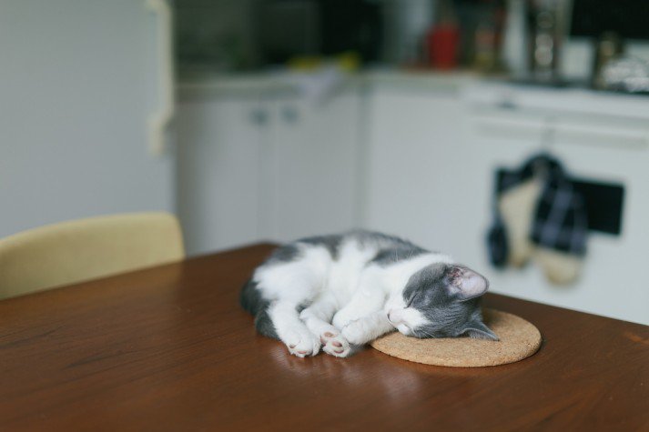Dormiva's tweet photo. @DifassUSA When you're tired but still ready for dinner... #tablenap #sleep https://t.co/n2SPAKpClh