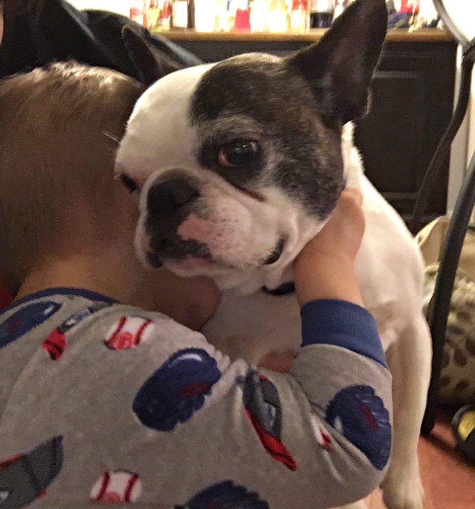 HugotheFrenchie's tweet image. Happy Valentine's Day. I hope everyone had someone to hug.