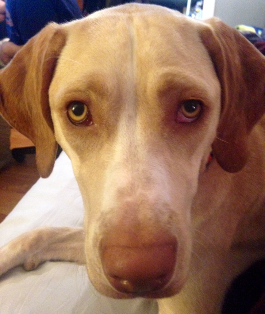 Sunday night blues #germanshorthairedpointer #capecod #Valentines #rescuedog