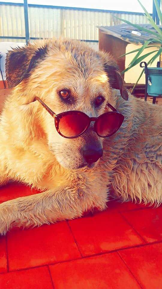 loubm09's tweet photo. #QuieroMasAMiPerro que el estilo que tiene ❤🐶😎 https://t.co/rdIgqq55xn