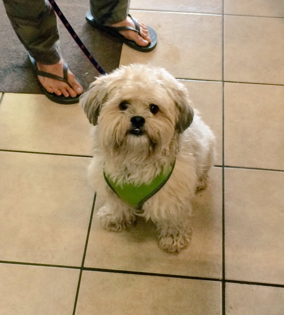 An Ewok came into the flower shop today. His name was Chewy. 🐶❤️🌹@CIPYDPodcast #StarWarsDog