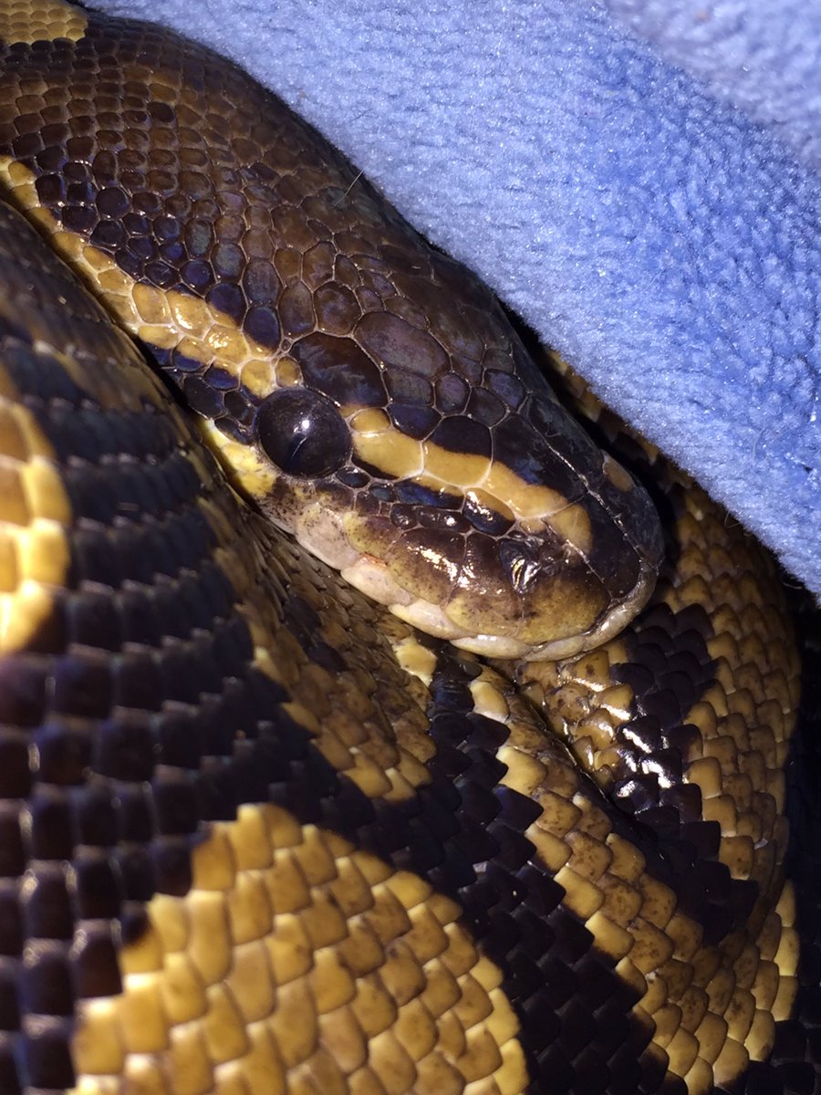 TraciZywusko's tweet photo. #snake #snakepicture https://t.co/IvPI7kvazl