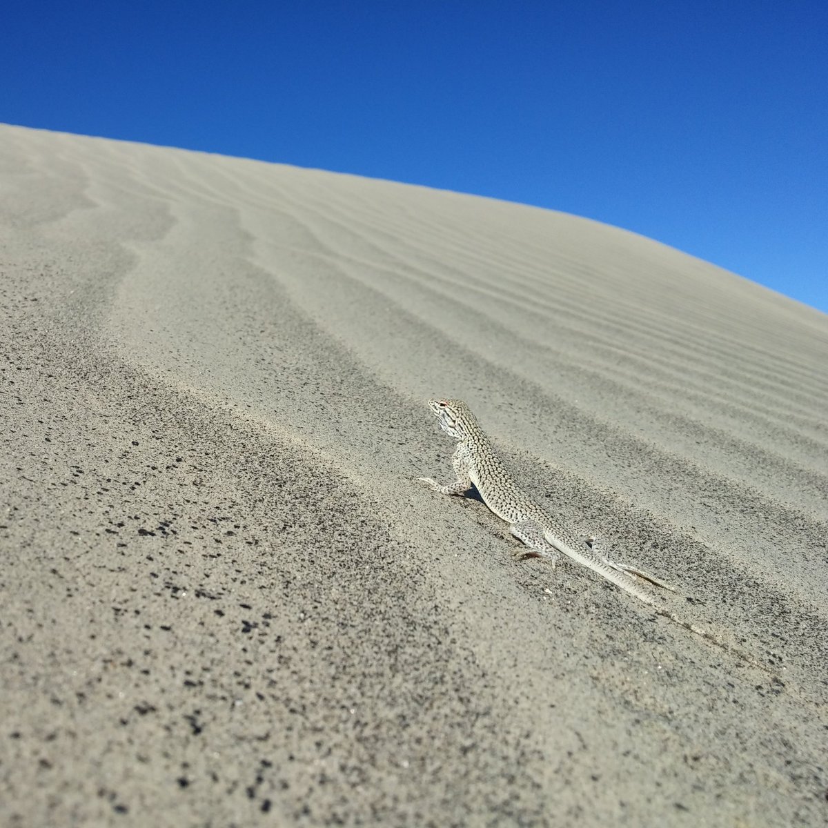 Fringe toed lizard (Uma notata)