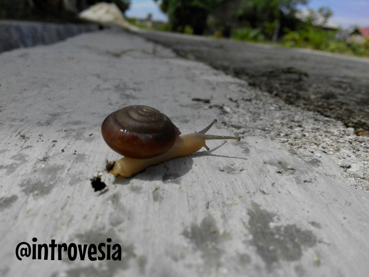 Introvesia's tweet photo. #Snail #run ...

#turbo #nature #photography #photooftheday #introvert #animal #cute #creative #streetphoto #street https://t.co/PEcnWGFFOo