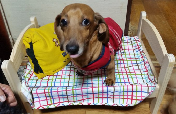 Ikeaが東京23区への通販開始 愛犬愛猫用に話題沸騰中のあのアイテムはもうチェックした Inu Magazine イヌ マガジン