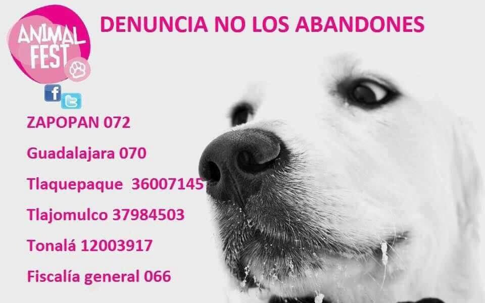 idogyoutoo's tweet photo. @adoptagdl @GuadalajaraGob #noMaltratAnimal denuncia por los que no tienen voz https://t.co/4mQdi8kHcS