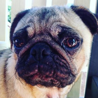 Joy_PhotoCam's tweet photo. #miathepug #mia #pug #yesfilter #puppy #bigeyes #bighead #smallmouth #smallnose #cute https://t.co/BahPYL81Gc https://t.co/eIEkl9CKJQ