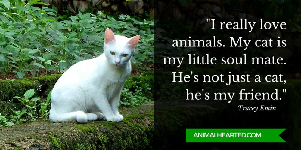 Animal_Hearted's tweet image. I really love animals. My cat is my little soul mate. He's not just a cat, he's my friend.