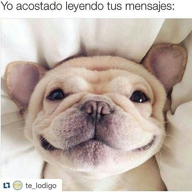 Tin_C_Astro's tweet photo. from @perritocallejer -  #Repost @te_lodigo 👈 with @repostapp
・・・
😄😍💕💘 #Regrann. Bellooooo!!!! #lindoperrito #amorp… https://t.co/kL0u6G1Hms