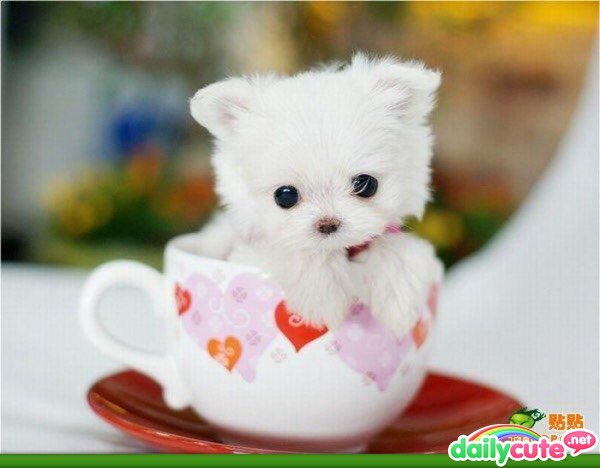 tabirempel's tweet photo. A perfect little valentine https://t.co/qoR1LNBTWO