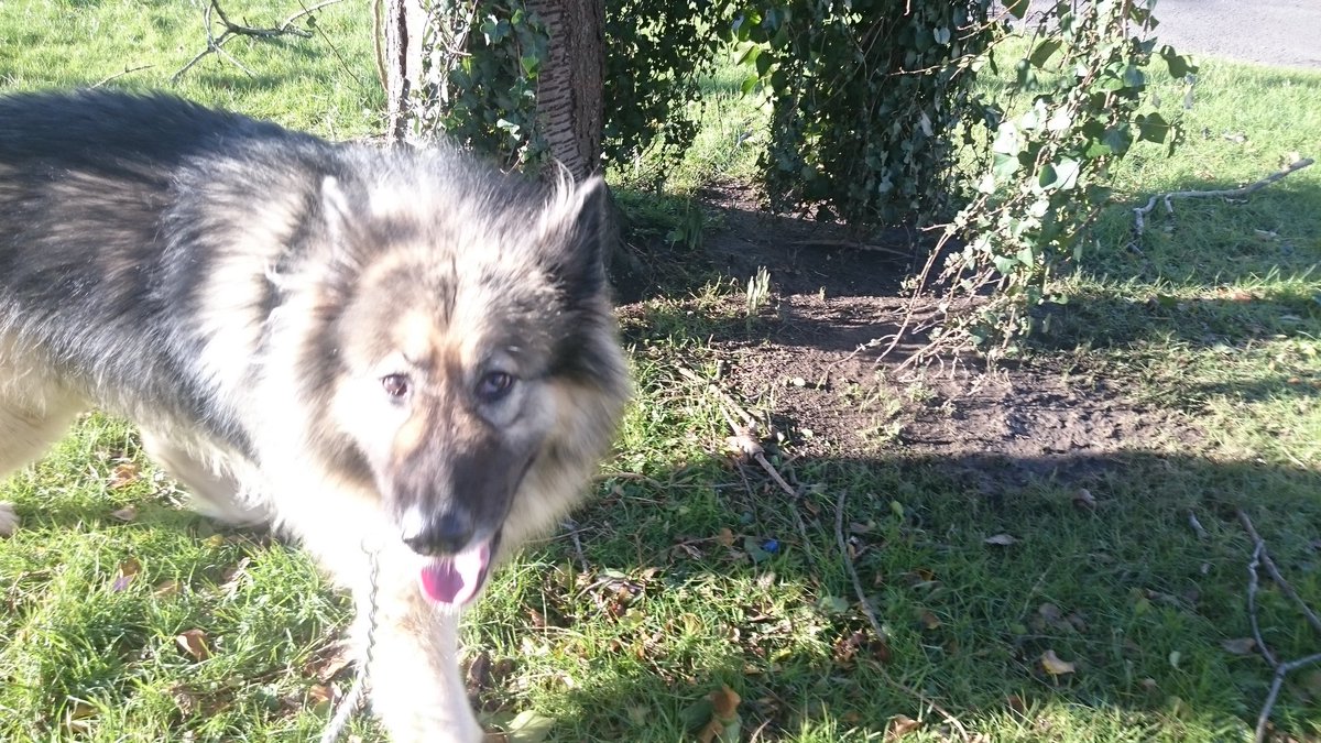 AlphaWalks tweet picture