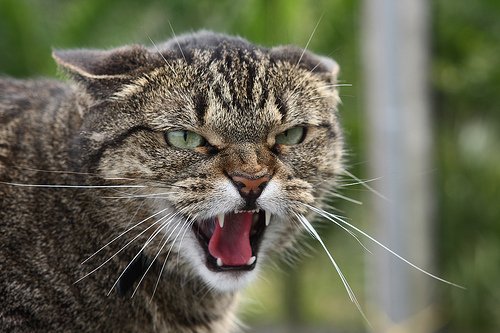 chaimaamrouche3 tweet picture