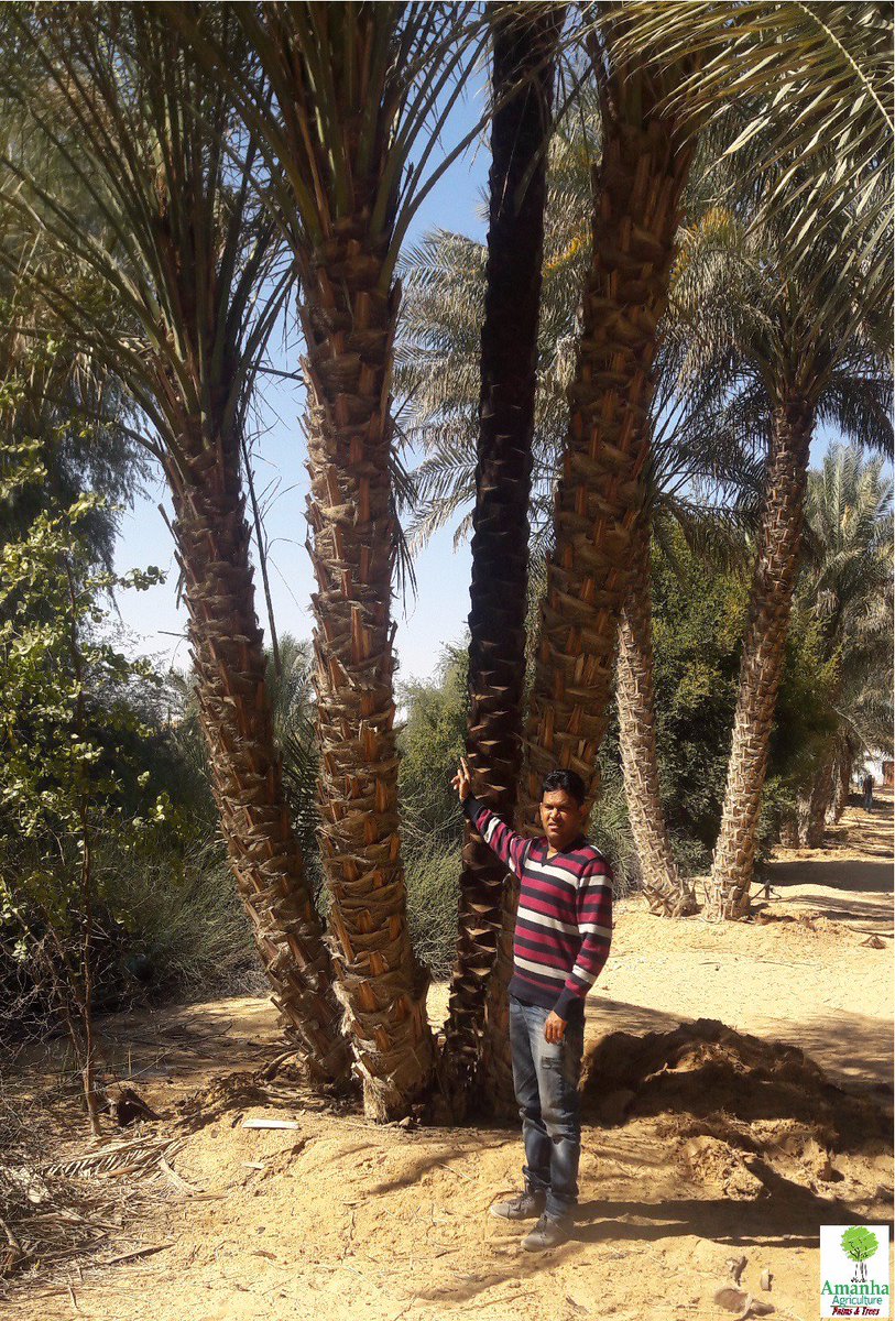 Amanha Tree Nursery On Twitter Phoenix Dactylifera Date Palms Phoenix Dactylifera Date Palms