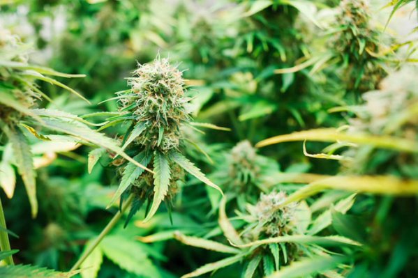 MME_SANTAANA's tweet photo. Medical marijuana eases migraine pain 

https://t.co/jxuc7dmQKg … #MME #Migraines #cannabis #cbd #marijuana #thc https://t.co/7EAWzvKhTm